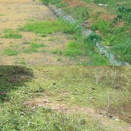 Properties in Arwal